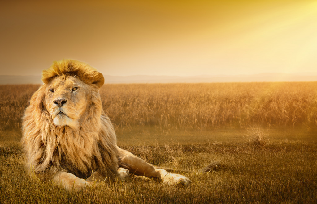 lion in the savanna