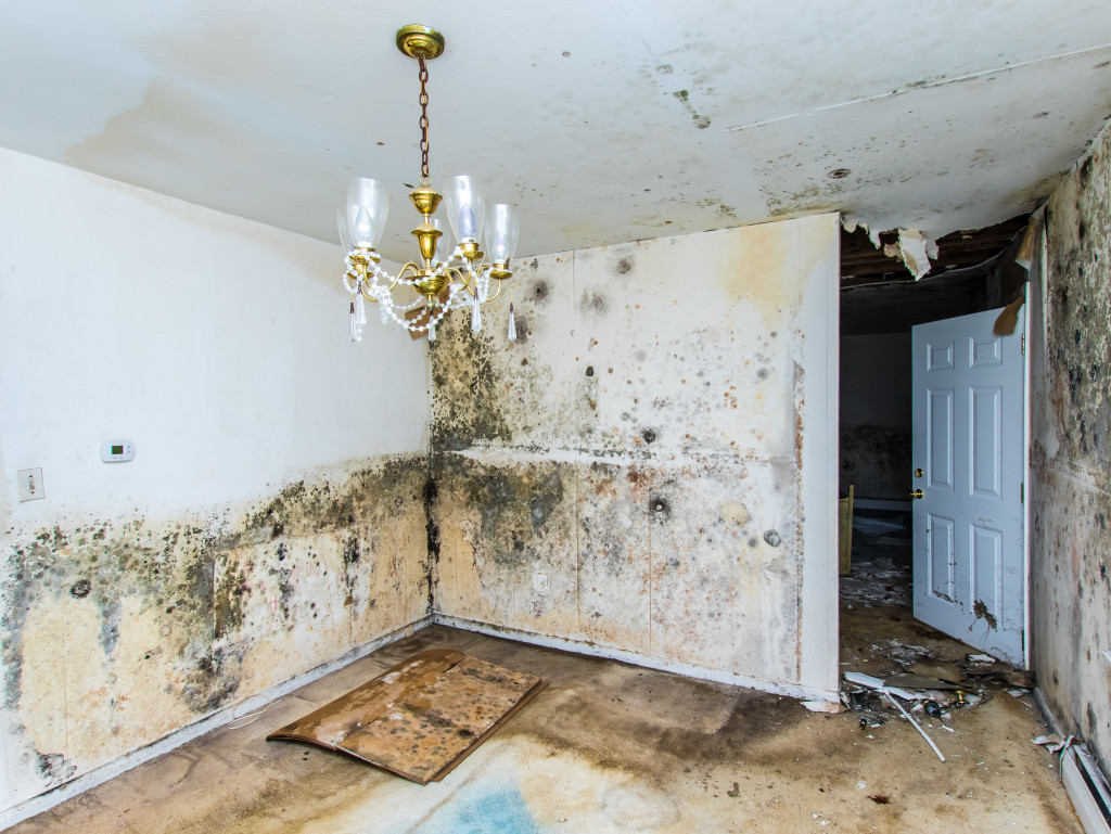 Mold growth and destroyed home
