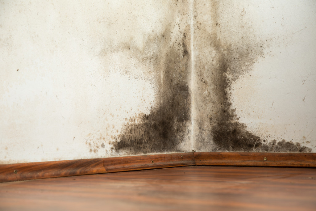 Mold growth damage in room corner